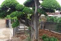 Harga Bonsai Pule