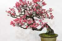 Harga Bonsai Sakura Harga Bonsai Sakura