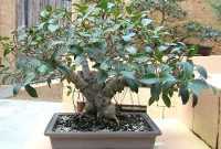 Harga Bonsai Wahong
