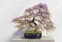 Harga Bonsai Wisteria Harga Bonsai Wisteria