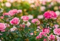 Jenis Bunga Jenis Bunga