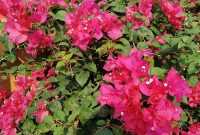 Cara Merawat Bunga Kertas Cara Merawat Bunga Kertas