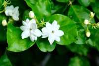 Jenis Bunga Melati Jenis Bunga Melati