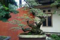 Bonsai Asem Jawa Termahal Bonsai Asem Jawa Termahal