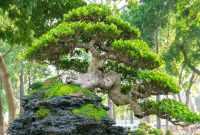Bonsai On The Rock