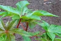 Ciri-ciri Tanaman Jarak