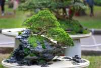 Gaya Bonsai Dan Gambarnya Inspirasi untuk Pembonsai