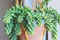 Jenis Tanaman Gantung