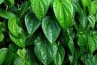 Jenis Tanaman Obat Keluarga