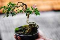 Langkah Membuat Bonsai Sakura Mikro