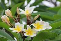 Manfaat Bunga Kamboja untuk Kesehatan(1) Manfaat Bunga Kamboja untuk Kesehatan