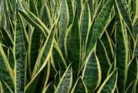 Manfaat Tanaman Lidah Mertua