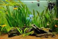 Tanaman Aquascape yang Cocok untuk Aquarium