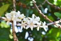 Bagian Bunga Bagian Bunga