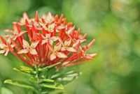 Ciri-ciri Bunga Asoka