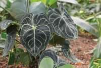 Jenis tanaman kuping gajah