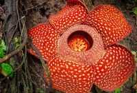 Kelebihan Bunga Rafflesia Kelebihan Bunga Rafflesia