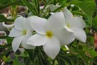 Nama-nama Bunga Nama-nama Bunga