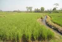 Sejarah Tanaman Padi