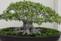 Bonsai Beringin Lokal