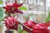 Manfaat Bunga Rosella Manfaat Bunga Rosella