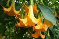 Bunga Terompet Bunga Terompet