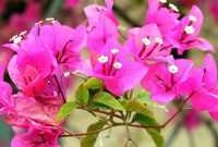 Jenis Bunga Bougenville Jenis Bunga Bougenville