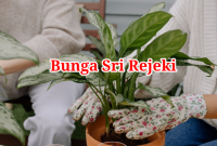Bunga Sri Rejeki Bunga Sri Rejeki