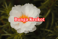 Bunga Krokot Bunga Krokot