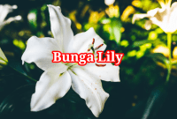 Bunga Lily Bunga Lily