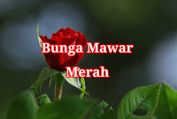 Bunga Mawar Merah Bunga Mawar Merah