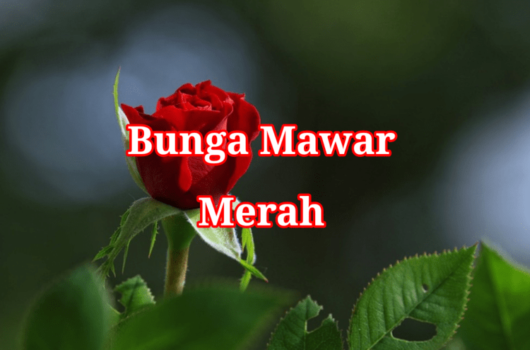 Bunga Mawar Merah