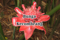Bunga Kecombrang Bunga Kecombrang